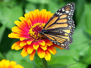 brown and black butterfly pearching on yellow and red petaled flower during daytime HD wallpaper