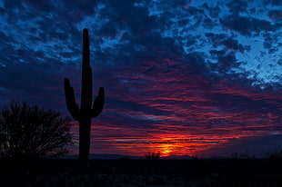 silhouette of cactus under cloudy skies