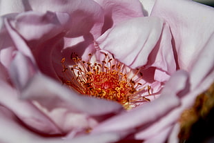 pink rose flower in close up photography