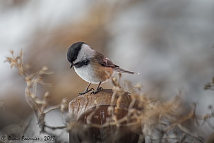 selective photography of Chickadee perched on stump, black-capped chickadee HD wallpaper