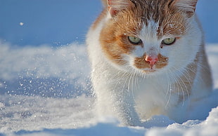 short-fur white and orange cat walking on snow field during daytime close-up photo HD wallpaper