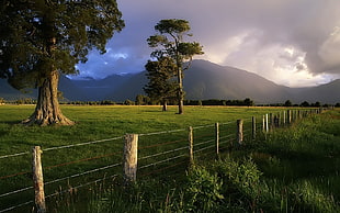 green tree, nature, fence, storm, trees