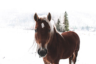 brown horse in snowfield HD wallpaper