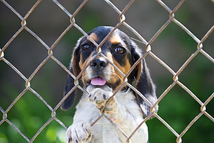 closeup photo of short-coated tricolor puppy