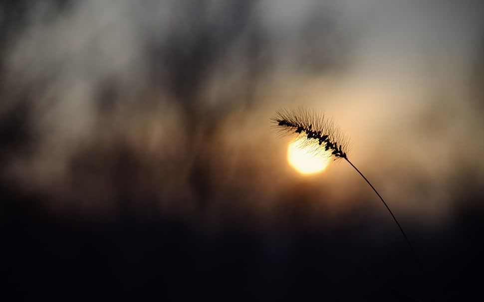 plant silhouette, nature, depth of field, bokeh, Sun HD wallpaper