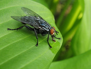 black and brown fly on top of green leaf, flesh fly HD wallpaper