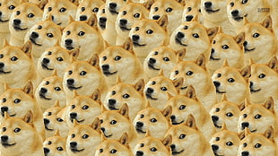 tan akita dog, doge, memes, face, dog HD wallpaper
