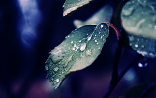 green leaves with water drop