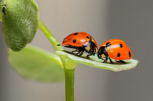 two ladybugs on green leaf plant in selective focus photography HD wallpaper