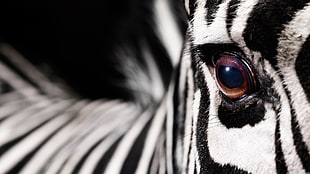 black and white fur textile, animals, macro, zebras HD wallpaper