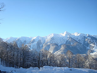 green leaved trees near snowy mountain during daytime