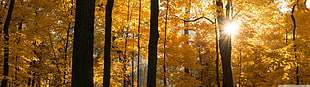 black and brown wooden planks, multiple display, forest, fall