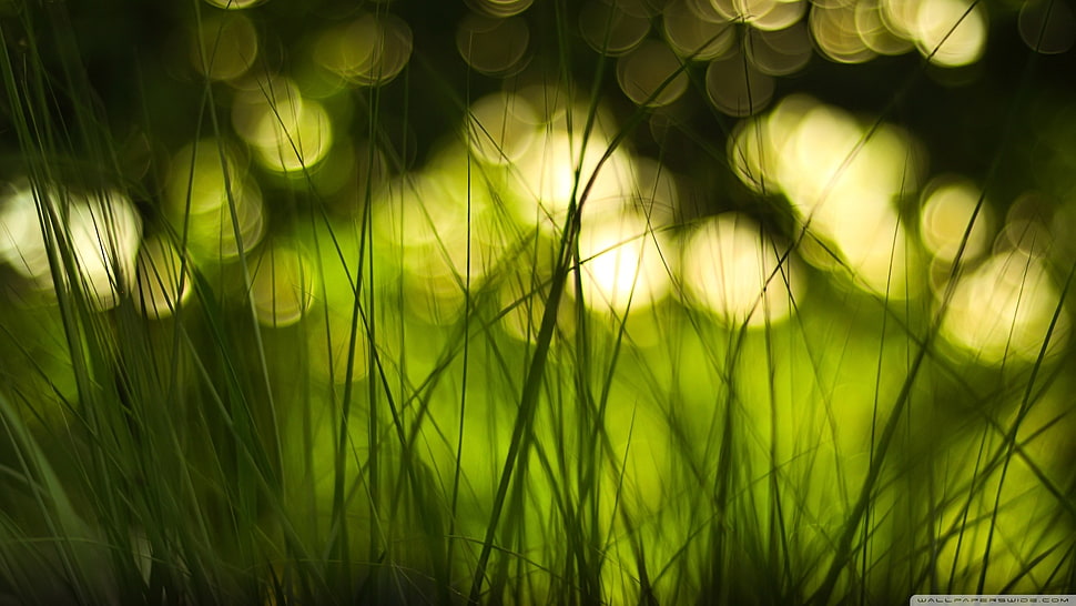 grass with bokeh lights HD wallpaper