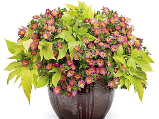 pink-and-yellow petaled flower in basket