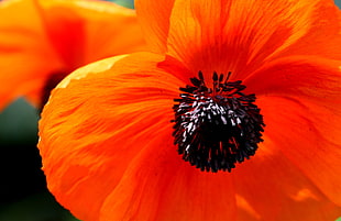 brown and black flower