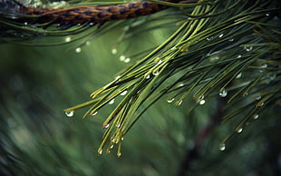 pine tree leaves, trees, nature, plants, tree trunk