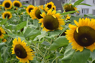 Sunflowers