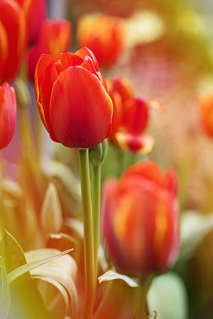 nature, red, flowers, garden