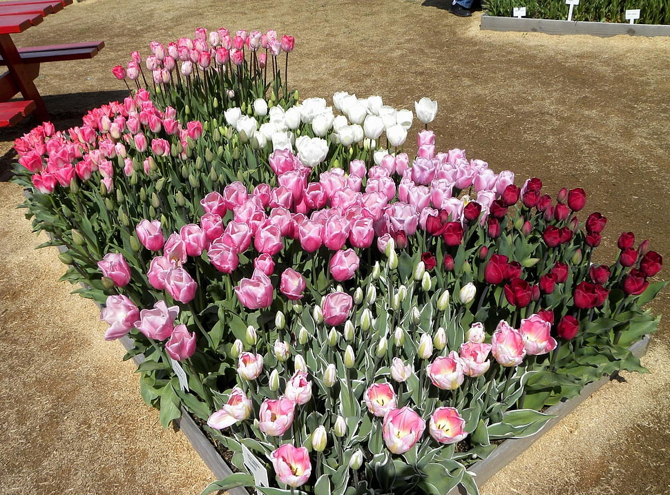 bouquet of pink,white and red flowers HD wallpaper