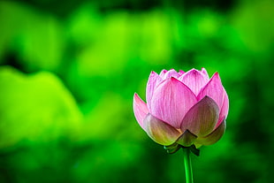 selective focus photo of pink Lotus flower HD wallpaper