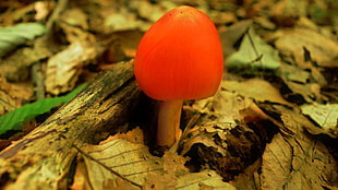 red and beige fungus, mushroom, leaves HD wallpaper