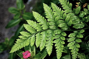 photography of green leave with water on top, fern