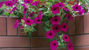 photo of pink petaled flowers