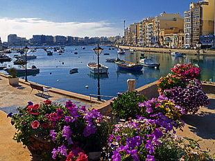 boat lot, flowers, cityscape, boat, building HD wallpaper