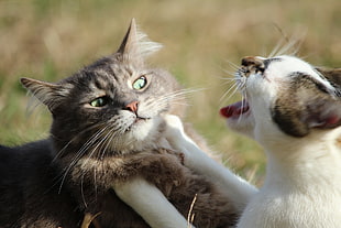 two cats playing