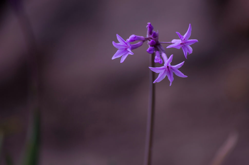 purple Hosta flowers in bloom HD wallpaper