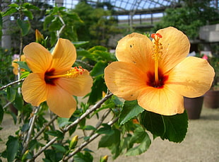 close view of two orange flowers