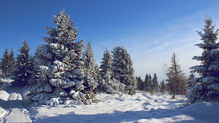 green tree leaves, nature, winter, landscape, snow