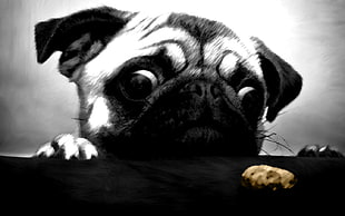fawn Chinese pug, pug , cookies, animals, dog HD wallpaper