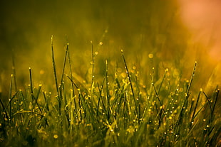 closeup photography of green grass