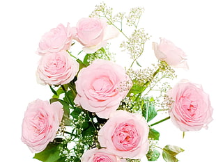 bouquet of pink Roses HD wallpaper