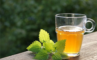 green leaf beside clear glass cup