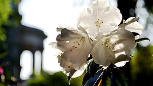 white petaled flowers in closeup photography