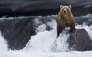 bear on waterfall HD wallpaper