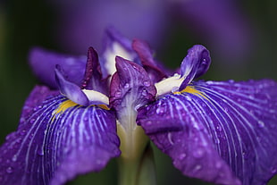 close up photo of purple flowers HD wallpaper