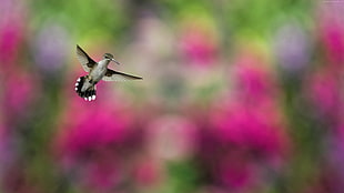shallow focus of black and white hammingbird HD wallpaper
