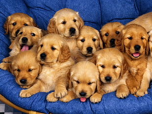 short-coated brown puppy litter, animals, dog, baby animals