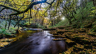 landscape photography of river in between trees HD wallpaper