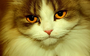 close up photo of white and gray cat HD wallpaper