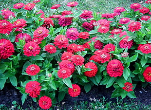 pink cluster petaled flowers