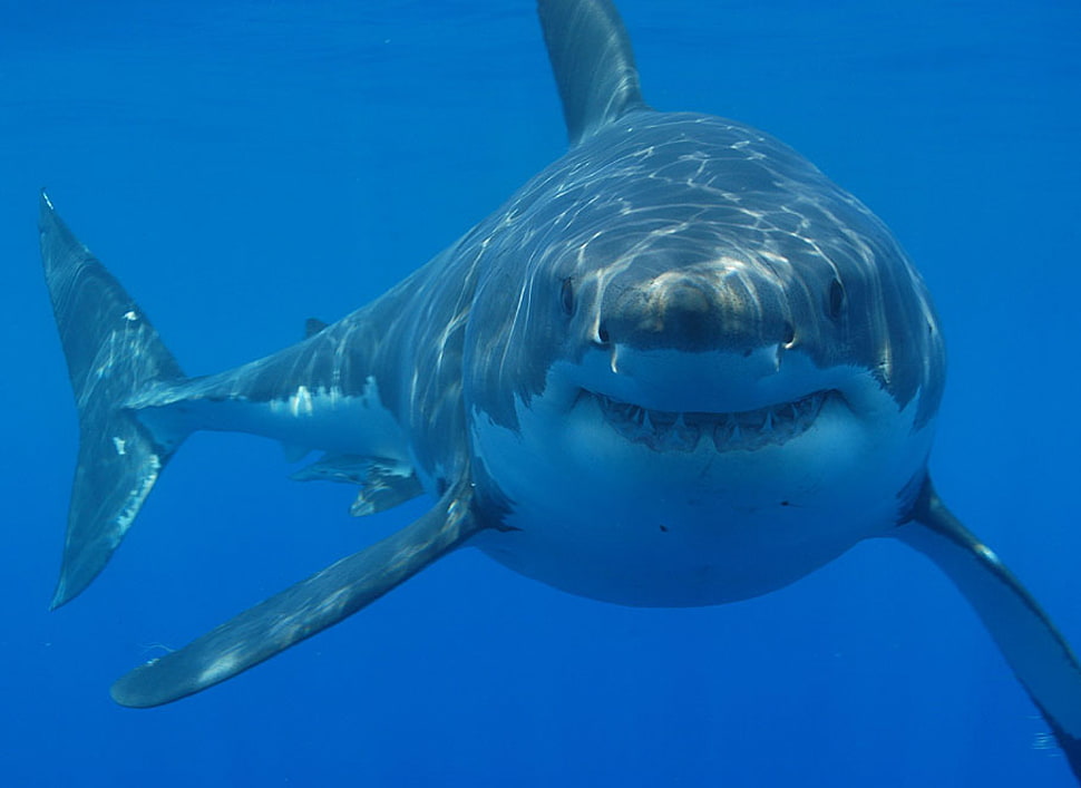 Underwater photography of white and blue shark HD wallpaper | Wallpaper  Flare