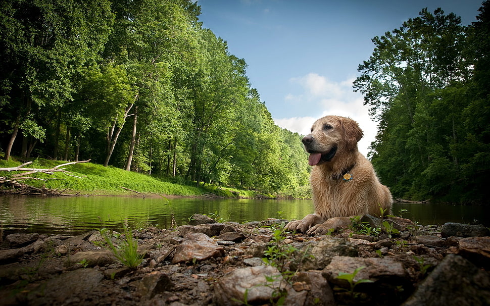 adult yellow Labrador Retriever lying on stone near stream during day HD wallpaper