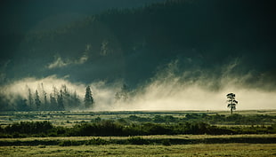 landscape photography of greenfield with fogs, lamar valley HD wallpaper