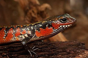 red, brown, and white lizard in micro photography HD wallpaper