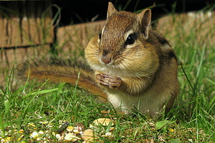 squirrel eatting, chipmunk HD wallpaper