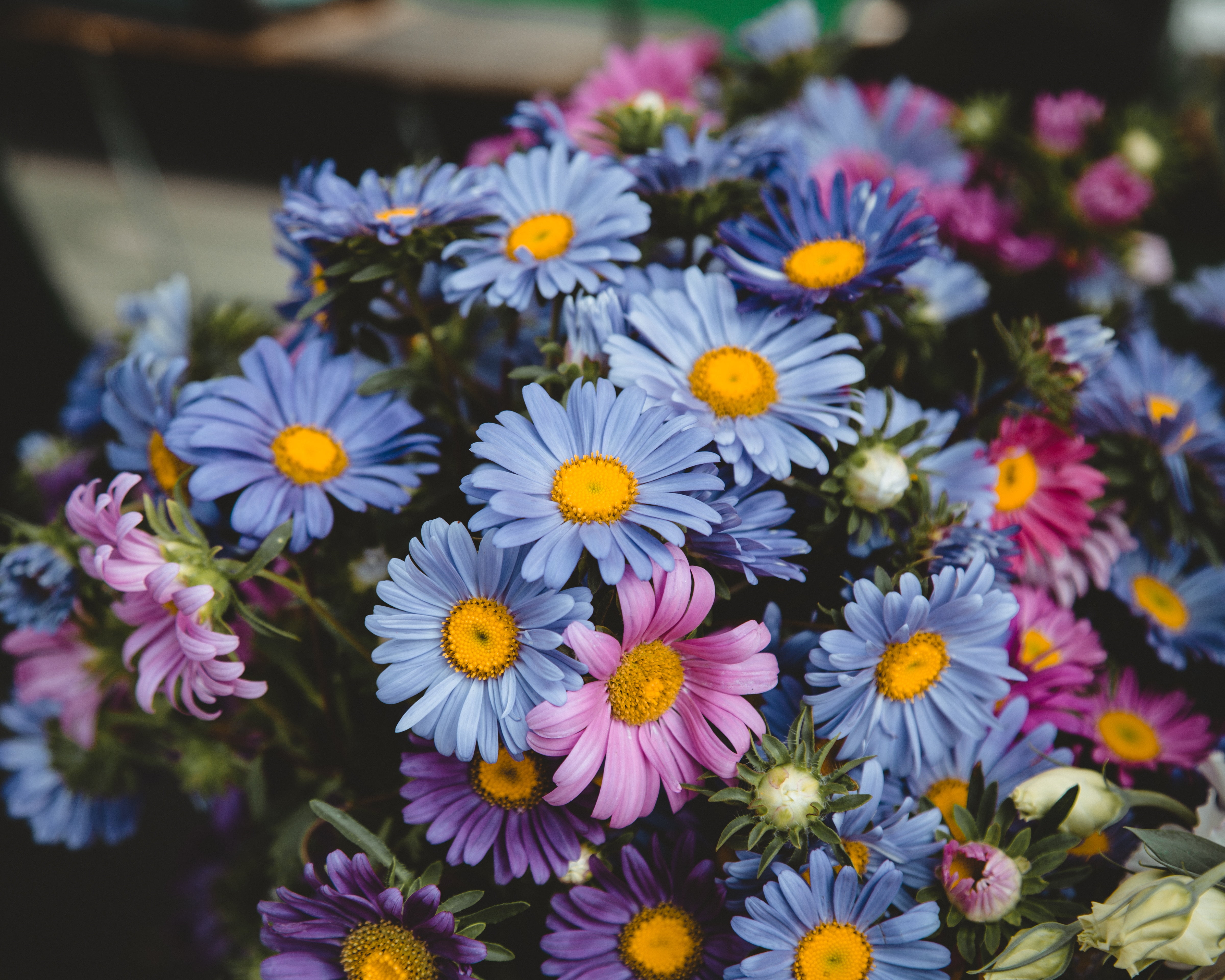 pink and purple daisies flowers